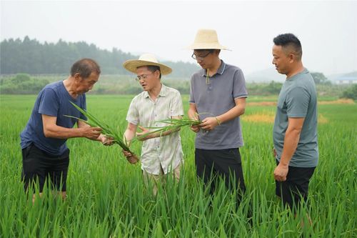 高温“烤”验下的稻香守护 生物农药的突围与担当