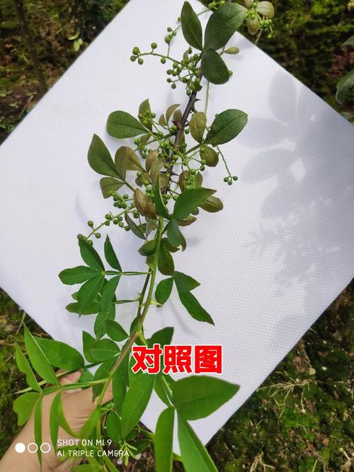 想要花椒长得好，生物农药少不了——绿色种植实战指南